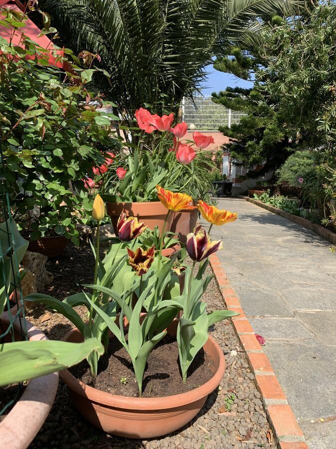 Resort Dependance Di Villa Rosa Maria Savona Zewnętrze zdjęcie